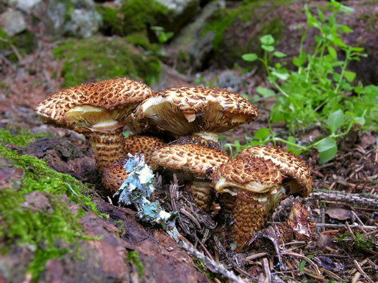 Pholiota squarrosa (Vahl) P. Kumm. 1871 (NON COMMESTIBILE) foto Emilio Pini 