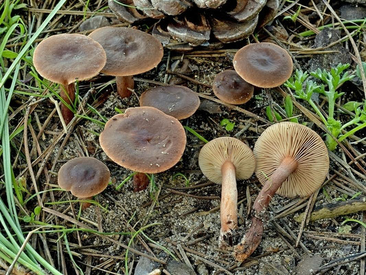 Lactarius hepaticus Plowr. (NON COMMESTIBILE) Foto Emilio Pini 