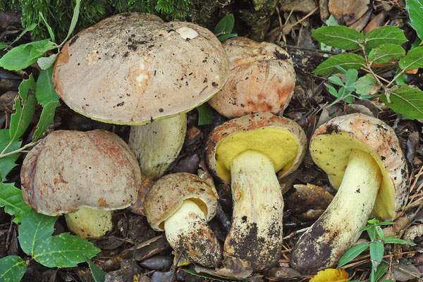 Boletus impolitus Fr. (COMMESTIBILE)  Foto Emilio Pini