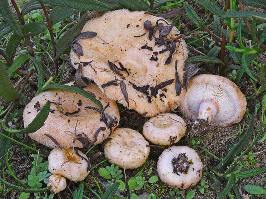 Lactarius tesquorum Malençon (NON COMMESTIBILE) Foto Emilio Pini 