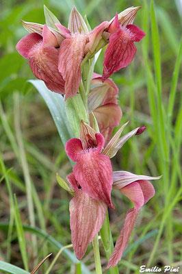 Serapias neglecta