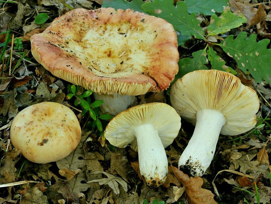 Russula maculata Quél. 1878 (NON COMMESTIBILE) Foto Emilio Pini