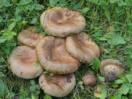 Paxillus involutus (Batsch) Fr. (VELENOSO) Foto Emilio Pini