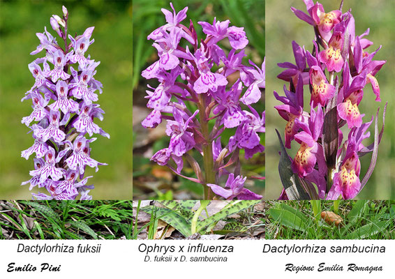 Dactylorhiza sambucina x Dactylorhiza fuksii  Regione Emilia Romagna 