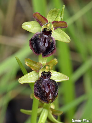 Ophrys pseudoatrata