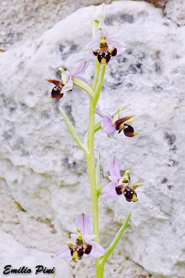 Ophrys montis gargani Regione Puglia