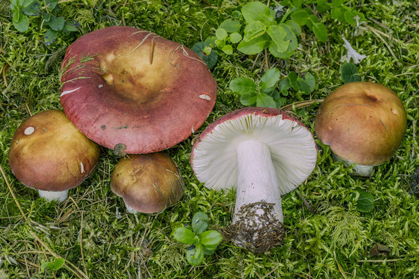Russula vinosa Lindblad 1901 (COMMESTIBILE) Foto Emilio Pini 