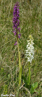 Orchis mascula ssp speciosa