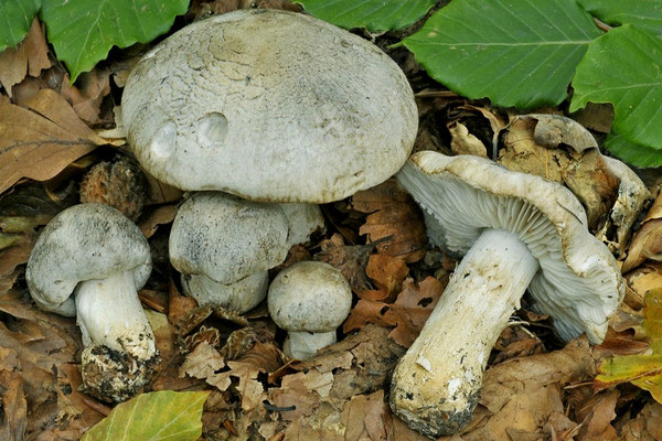 Tricholoma filamentosum (Alessio) Alessio 1988 (VELENOSO) Foto Emilio Pini 