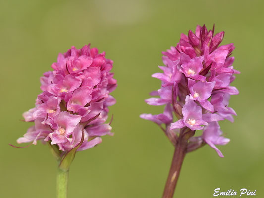 Gymnigritella × heufleri  Regione Lombardia