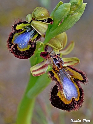 Ophrys speculum (Regione Sicilia)