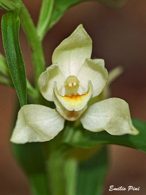 Cephalanthera damasonium