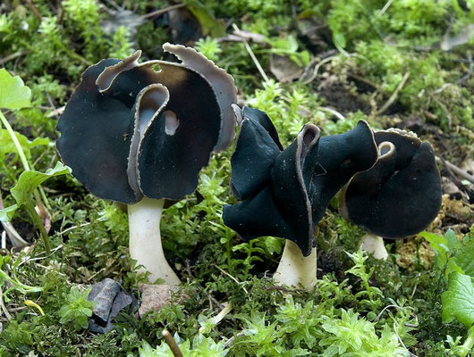 Helvella leucopus Pers. (COMMESTIILE) Foto Emilio Pini 