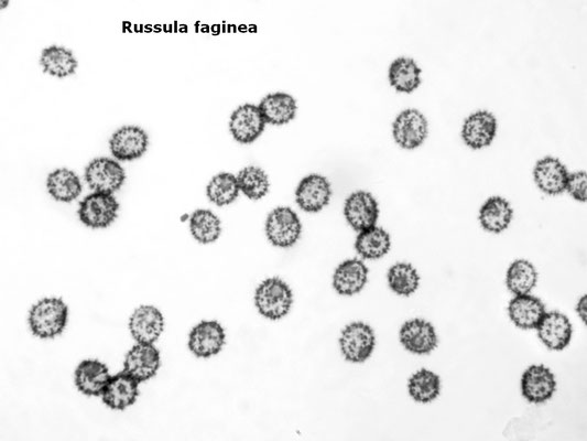Russula faginea Romagn. 1962 (COMMESTIBILE) Foto Emilio Pini 