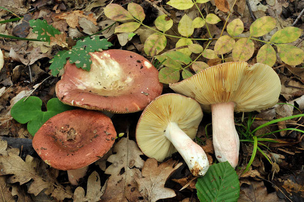 Russula vinosobrunnea (Bres.) Romagn. 1967 (COMMESTIBILE) Foto Emilio Pini 