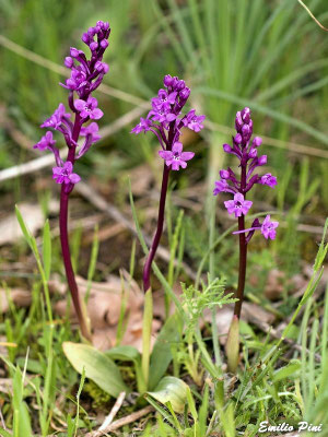 Orchis quadripunctata (Regione Puglia)