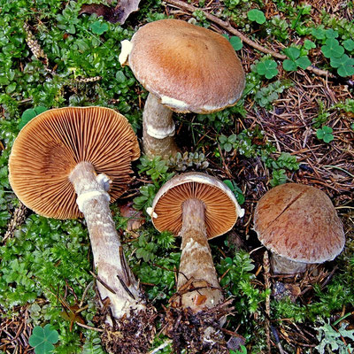 Cortinarius laniger Fr. (NON COMMESTIBILE) Foto Emilio Pini