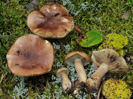 Tricholoma psammopus (Kalchbr.) Quél. (NON COMMESTIBILE) Foto Emilio Pini 