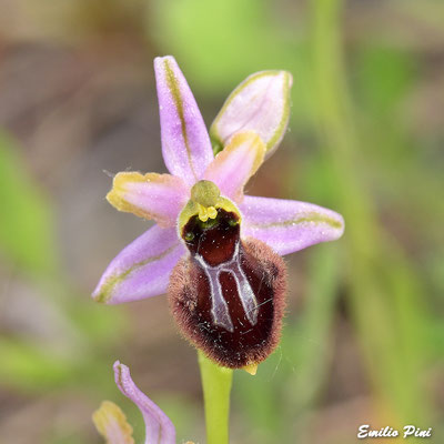 Ophrys exaltata subsp. splendida (Regione Liguria)