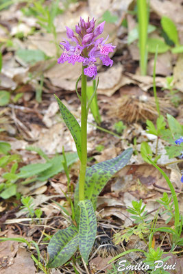 Dactylorhiza sambucina x Dactylorhiza fuksii  Regione Emilia Romagna 