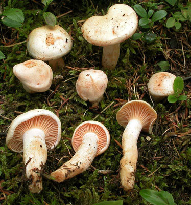 Hygrophorus karstenii Sacc. & Cub. (COMMESTIBILE) Foto Emilio Pini