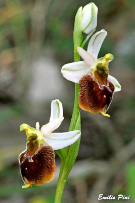 Ophrys crabronifera