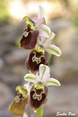 Ophrys neglecta x Ophrys  morisi