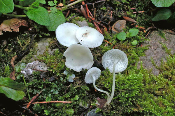 Hemimycena lactea (Pers.) Singer (NON COMMESTIBILE) Foto Emilio Pini