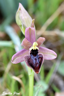 Ophrys neglecta x Ophrys mateolana