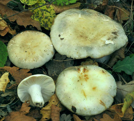 Russula medullata Russula medullata Romagn. 1962 (COMMESTIBILE) Foto Emilio Pini Romagn. 1962 (COMMESTIBILE) Foto Emilio Pini