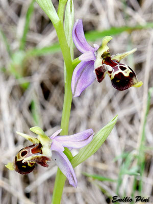 Ophrys montis gargani Regione Puglia