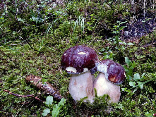 Boletus pinophilus Pilat & Dermek (COMMESTIBILE) Foto Emilio Pini
