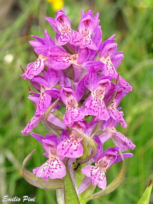 Dactylorhiza incarnata x Dactylorhiza sambucinaw