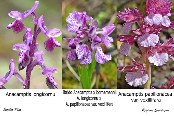 Anacamptis longicornu x Anacamptis vexillifera                            Regione Sardegna