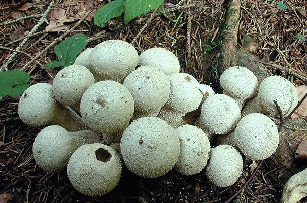 Lycoperdon perlatum Pers. (COMMESTIBILE) Foto Emilio Pini 