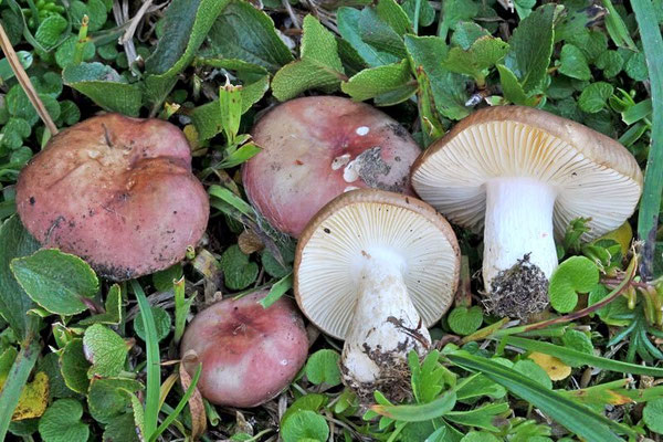 Russula pascua (F.H. Møller & Jul. Schäff.) Kühner 1975 (COMMESTIBILE) Foto Emilio Pini