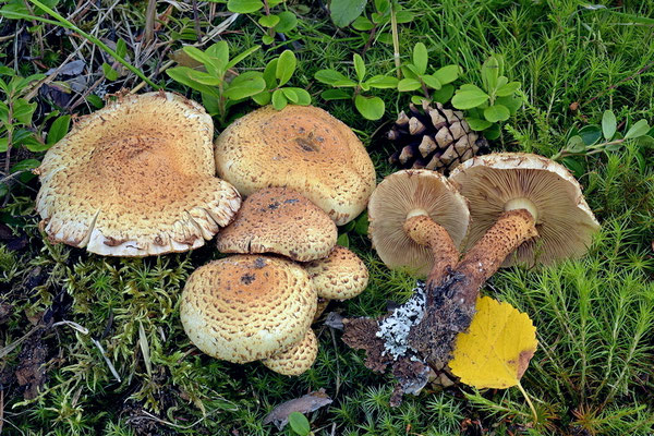  Pholiota lucifera (Lasch) Quélet (NON COMMESTIBILE) Foto Emilio Pini 