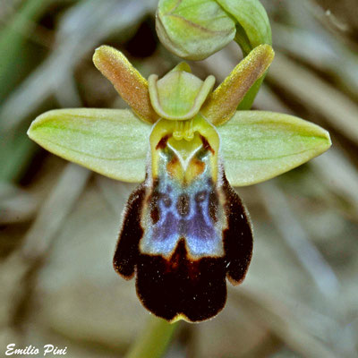 Ophrys delforgei x Ophrys forestieri 