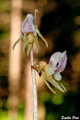 Epipogium aphillum (Provincia Trento)