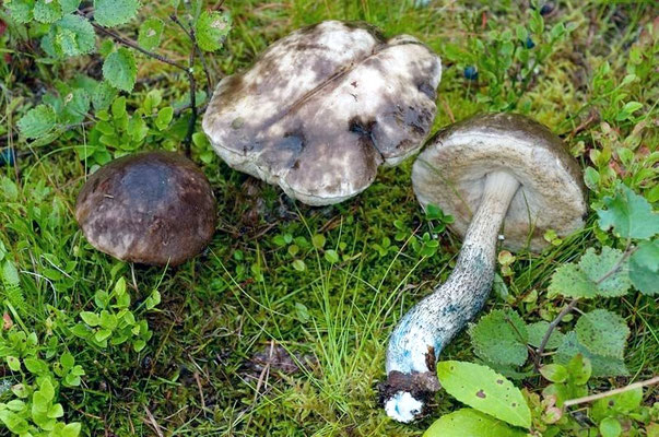 Leccinum variicolor Watling 1969 (COMMESTIBILE) Foto Emilio Pini