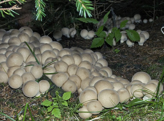 Lycoperdon pyriforme Schaeff. (COMMESTIBILE) Foto Emilio Pini