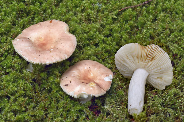 Russula velenovskyi Melzer & Zvára 1927 (COMMESTIBILE) Foto Emilio Pini