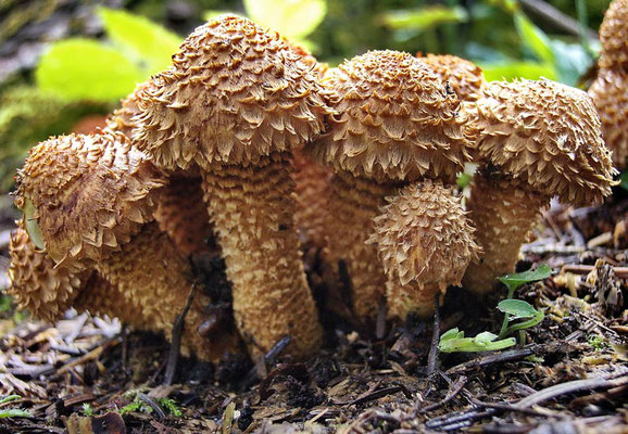 Pholiota squarrosa (Vahl) P. Kumm. 1871 (NON COMMESTIBILE) foto Emilio Pini 