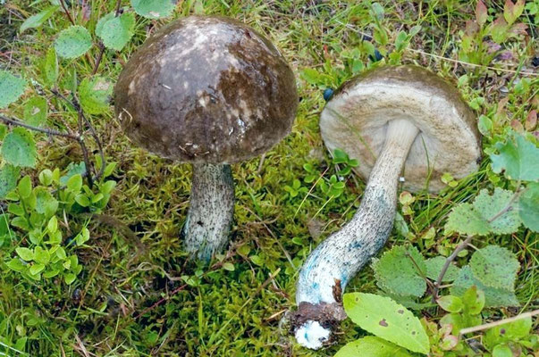 Leccinum variicolor Watling 1969 (COMMESTIBILE) Foto Emilio Pini