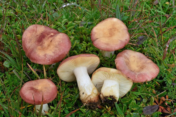 Russula pascua (F.H. Møller & Jul. Schäff.) Kühner 1975 (COMMESTIBILE) Foto Emilio Pini