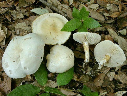 Tricholoma album (Schaeff.) P. Kumm. 1871 (NON COMMESTIBILE) Foto Emilio Pini