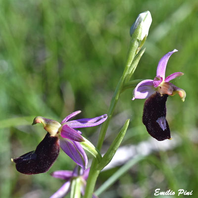 Ophrys benacensis