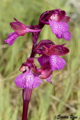 Anacamptis x gennarii - A. morio x A. papilionacea  Regione Toscana