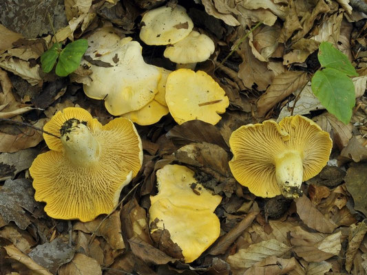  Cantharellus pallens Pilát (COMMESTIBILE) Foto Emilio Pini 