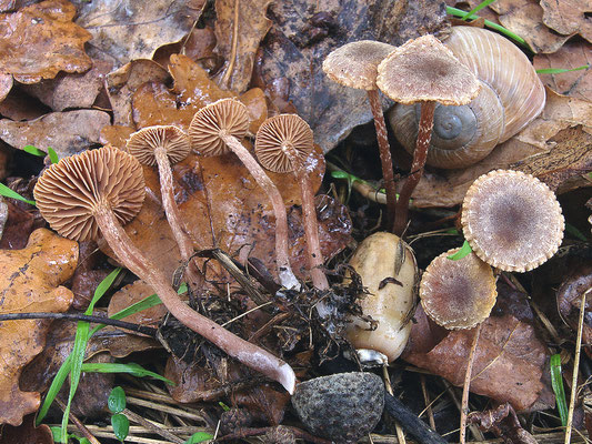 Tubaria conspersa (Pers. : Fr.) Fayod 1889 (NON COMMESTIBILE) Foto Emilio Pini